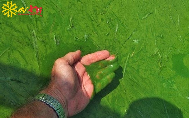 Tình trạng tảo nở hoa gây ảnh hưởng lớn đến hồ cá