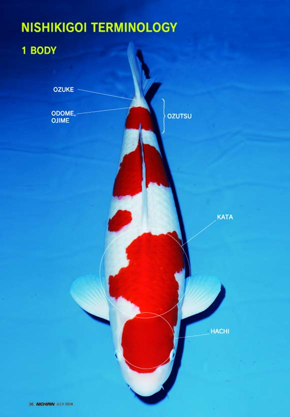 Cách chọn cá koi đẹp dựa trên các mảng màu sumi