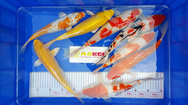 As Koi Farm Mở Bán Lô Cá Koi F1 Size 20-35cm đợt 1 Tháng 11/2016