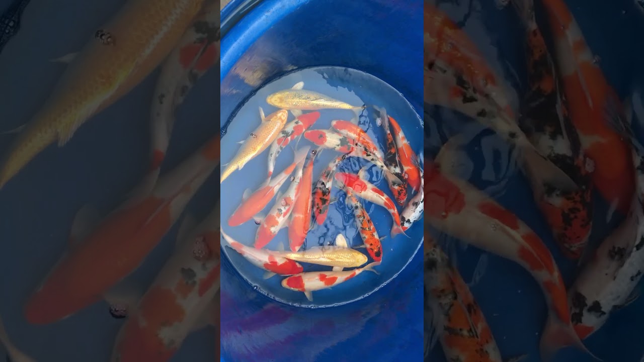 Lô 2 – Cá Koi Việt Size 30cm Mở Bán Ngày 22/11/2017 – As Koi Farm