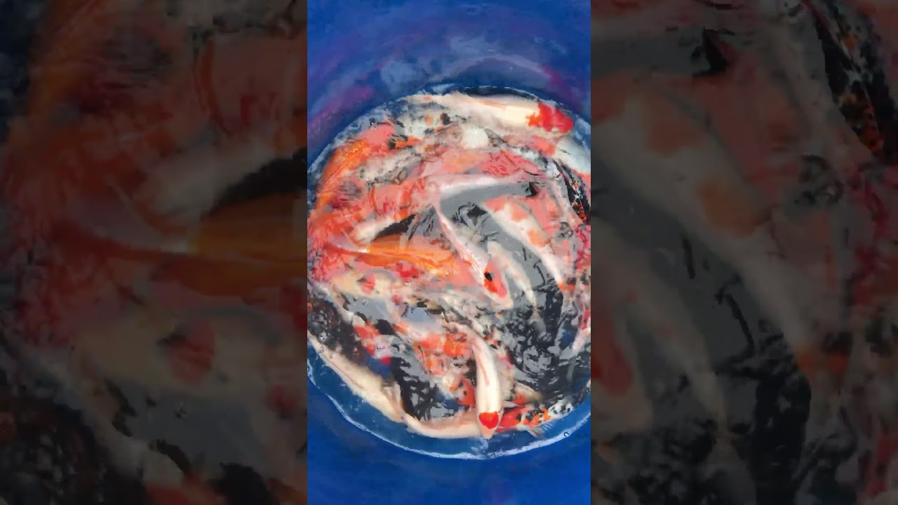 Lô 5 – Cá Koi Việt Size 30-35cm Mở Bán Ngày 22/11/2017 – As Koi Farm