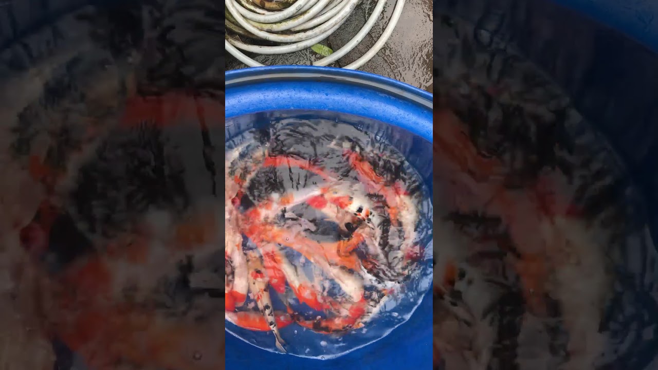 Lô 6 – Cá Koi Việt Size 30-35cm Mở Bán Ngày 22/11/2017 – As Koi Farm