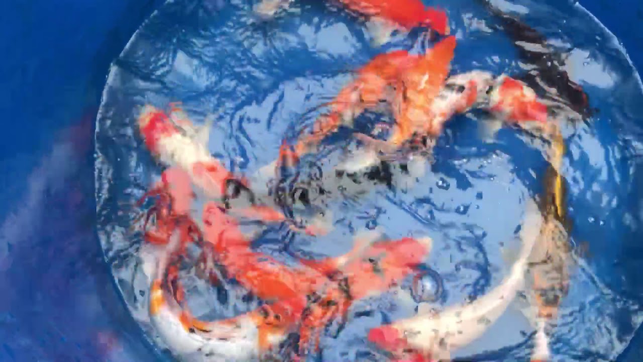 Lô 7 – Cá Koi Việt Size 30-35cm Mở Bán Ngày 22/11/2017 – As Koi Farm