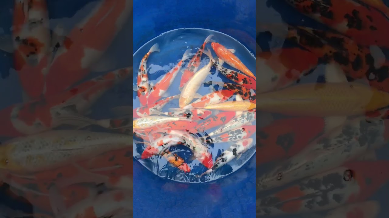 Lô 8 – Cá Koi Việt Size 30-35cm Mở Bán Ngày 22/11/2017 – As Koi Farm