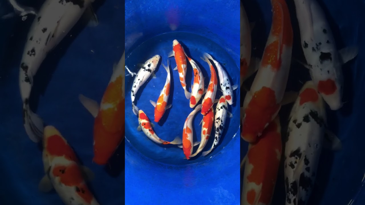 Lô 2 – Cá Koi Việt Size 35-45cm Mở Bán Ngày 24/11/2017 – As Koi Farm