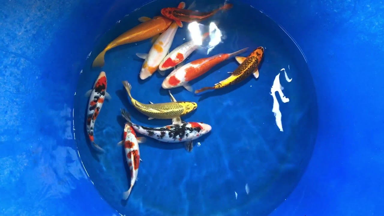Combo 10 Koi Việt Size 25-30cm Mở Bán Ngày 28/11/2017 – As Koi Farm