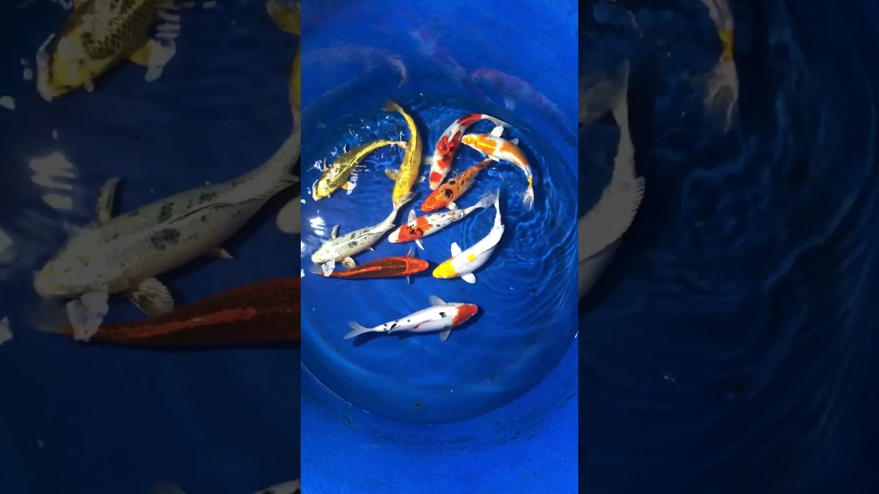 Combo 10 Koi Việt Size 25cm Ngày 29/11/2017 – As Koi Farm
