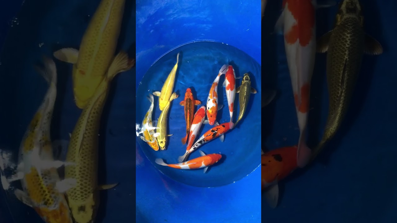 Lô 1 – Cá Koi Việt Size 30cm Ngày 30/11/2017 – As Koi Farm