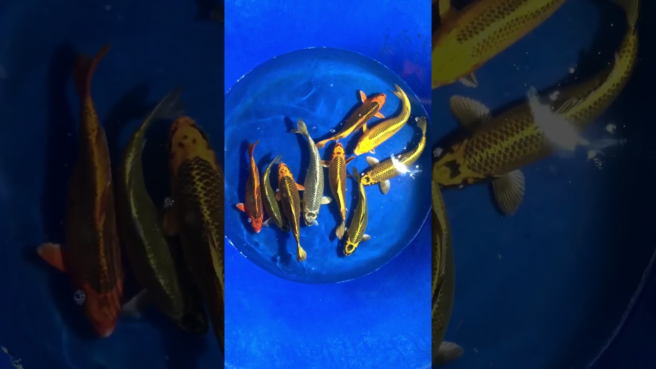 No2 – 9 Koi Việt Size 30cm Ngày 1/12/2017 – Askoi Farm