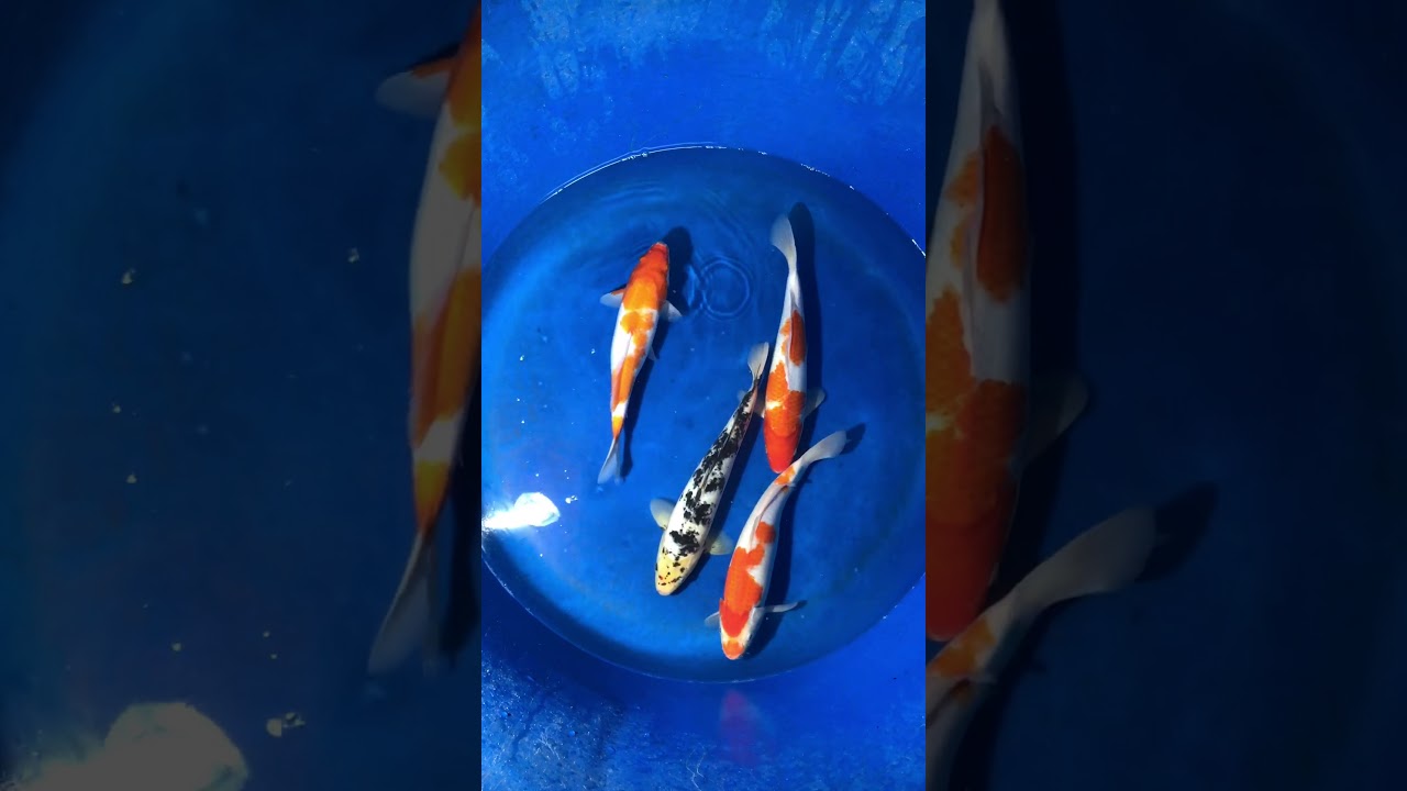 Cá Koi Việt Size 35cm Ngày 4/12/2017 – As Koi Farm