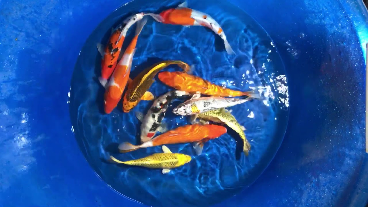 No1 5/12/2017 – 10 Koi Việt Size 30-35cm – Askoi Farm