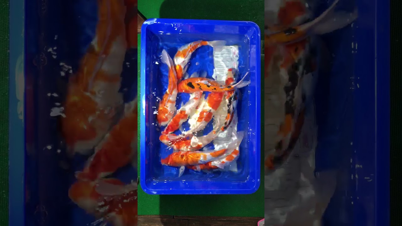 Cá Koi Việt Size 30-35cm – Askoi Farm 8/12/2017