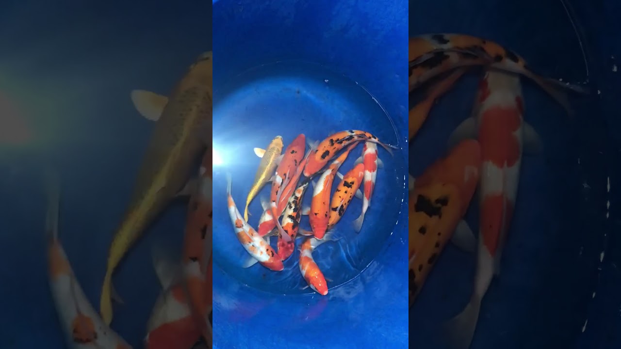 Koi Việt Size 30-35cm – Askoi Farm 10/12/2017