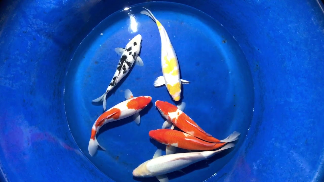 No1 14/12/2017 – 6 Koi Việt Size 40cm – Askoi Farm