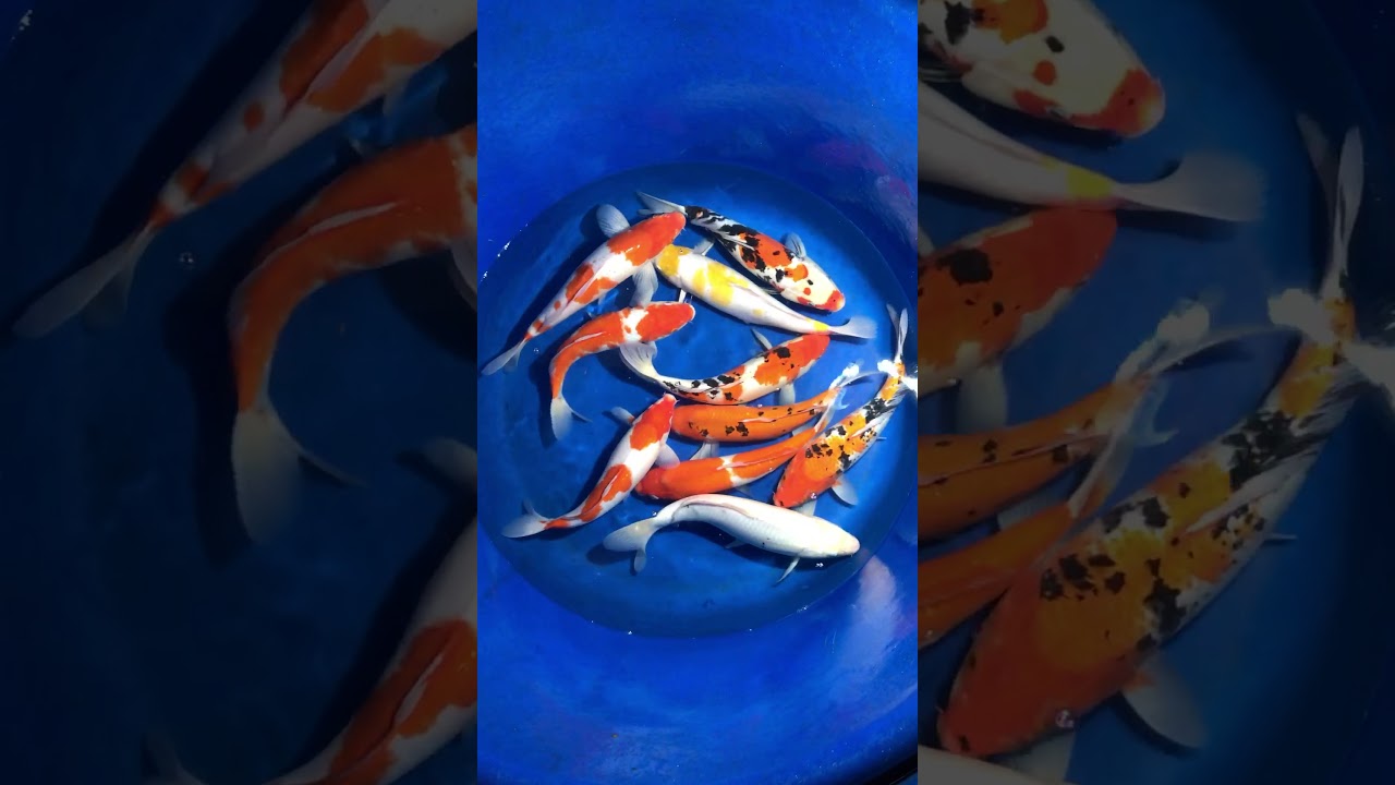 No2-14/12/2017 10 Koi Việt Size 35-40cm – Askoi Farm