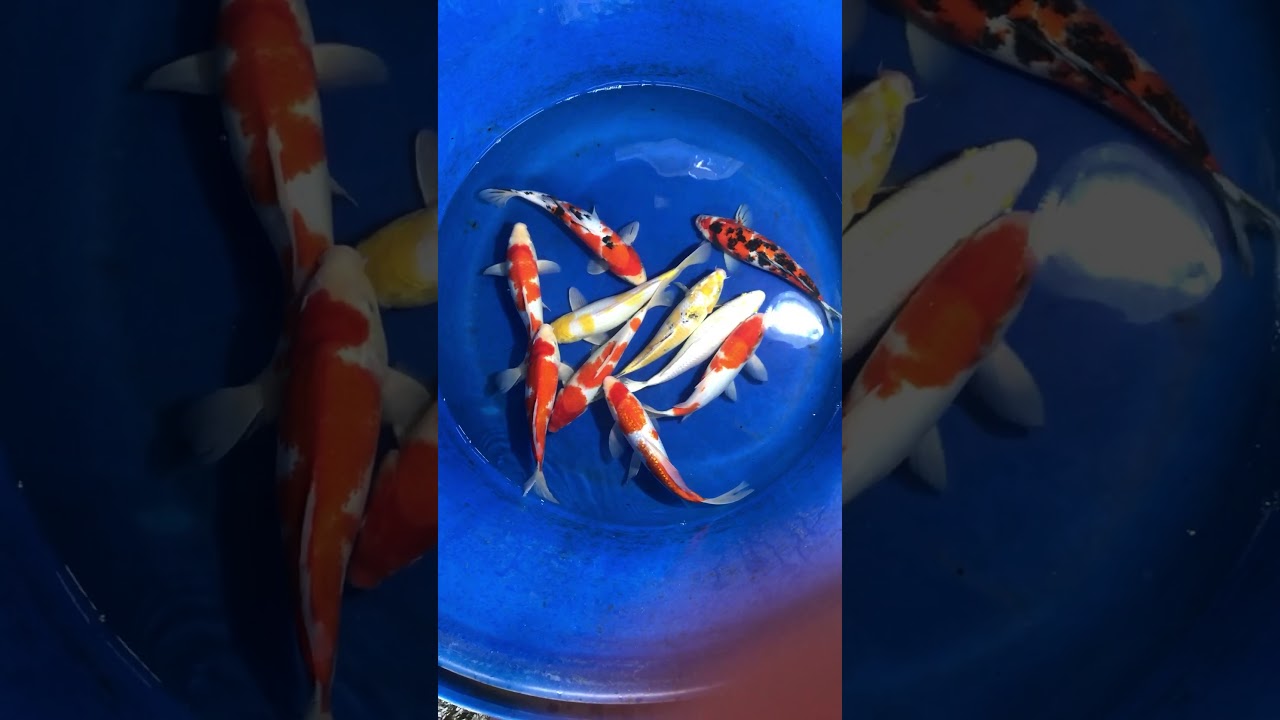 10 Koi Việt Size 30cm 16/12/2017 – Askoi Farm