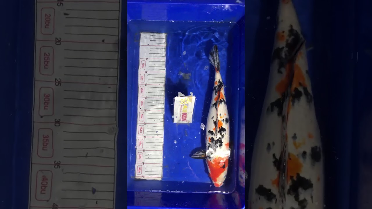 Koi Việt Sie 52cm ~ 2kg 27/12/2017 – Askoi Farm