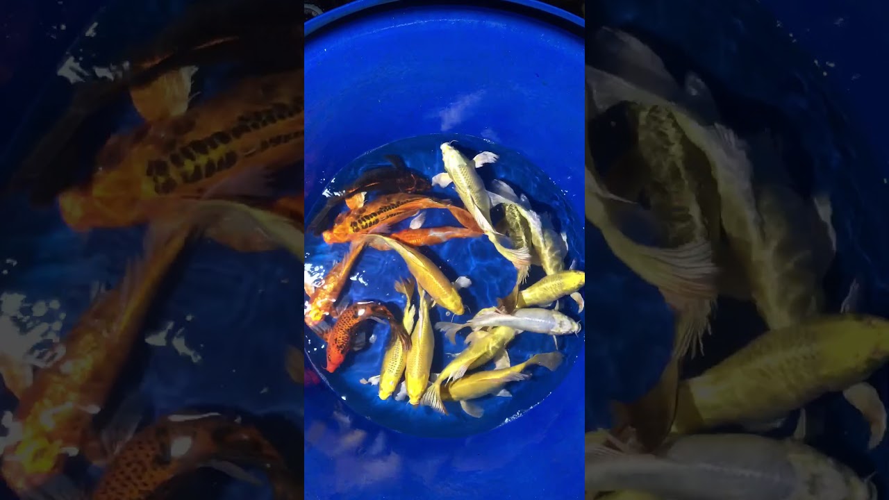Cá Koi Bướm Size 30-50cm 27/12/2017 – Askoi Farm
