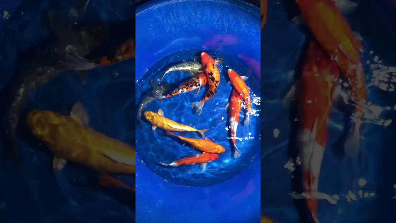 Cá Koi Việt Size 35cm 11/1/2018 – As Koi Farm