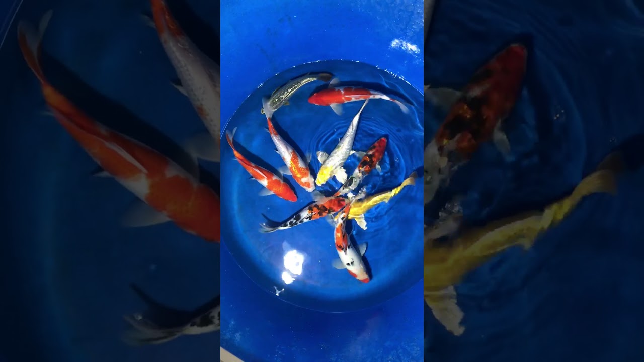 9 Koi Việt Size 25-30cm 29/1/2018- Askoi Farm