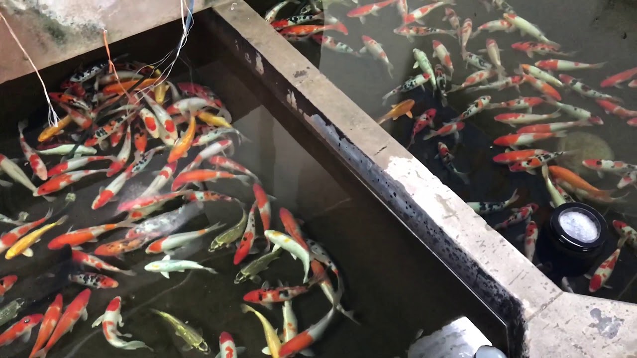 Koi Việt Về Nhiều Full Hệ Thống Tại Askoi Farm Cuối Tháng 1/2018