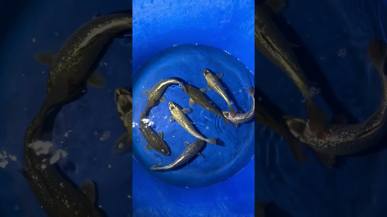 Koi đơn Sắc Size 30-35cm – 30/1/2018 – Askoi Farm