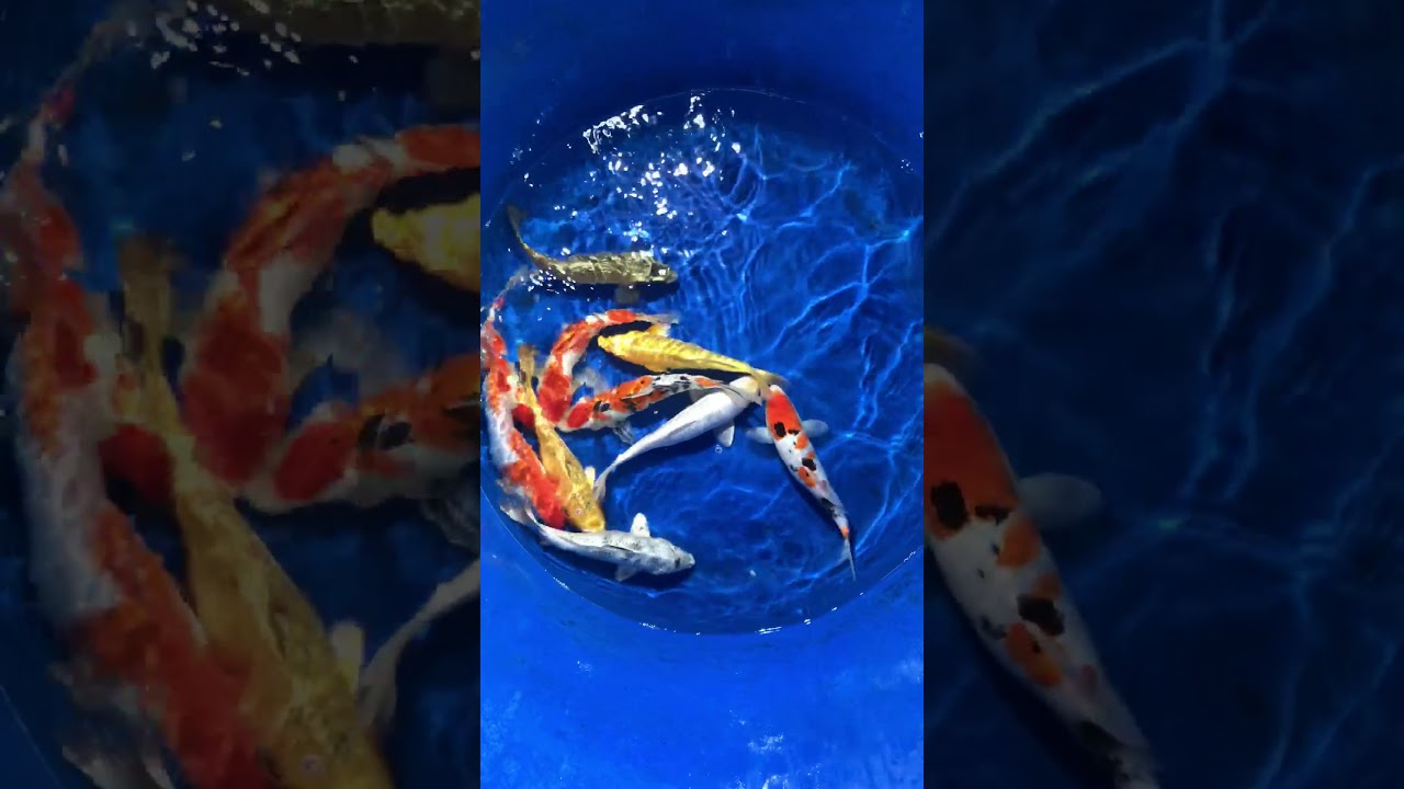 10 Koi Việt Size 25-30cm đẹp Chất Lượng Cao 31/1/2018 – Askoi Farm