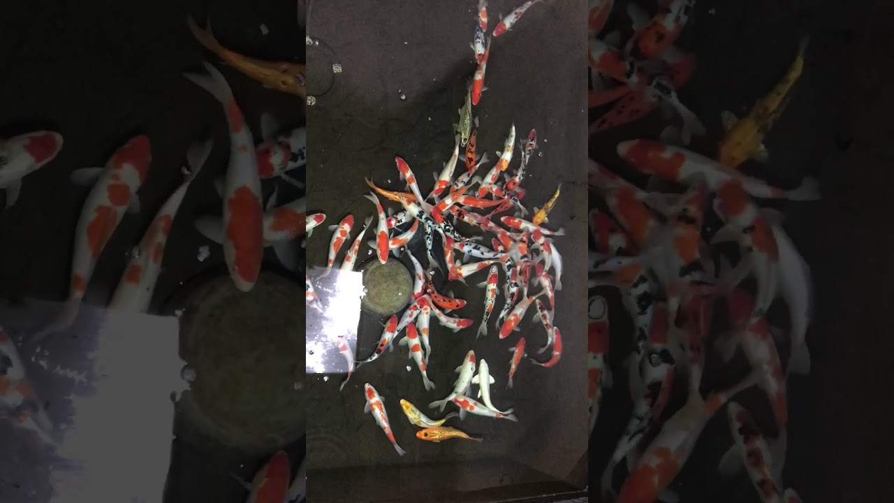 Koi Việt đẹp Giá Rẻ Tại Showroom As Koi Farm 31/1/2018