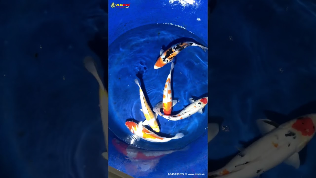 5 Koi Việt Size 35-40cm 11/2/2018 – Askoi Farm