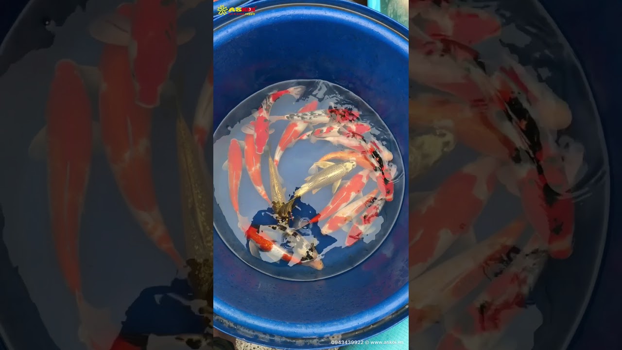 No.7 Cá Koi Việt Size 35-40cm 18/3/2018 – As Koi Farm