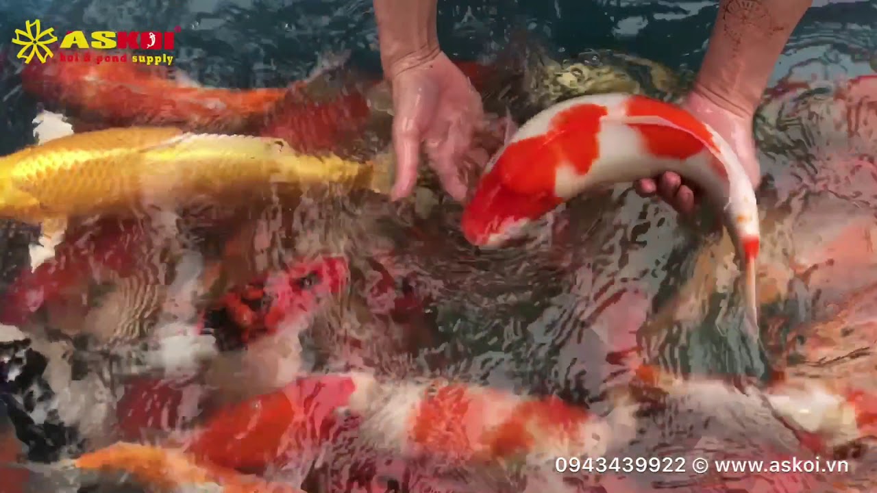 Lô Cá Koi Việt đẹp Ao Bùn Tháng 3/2018 – As Koi Farm