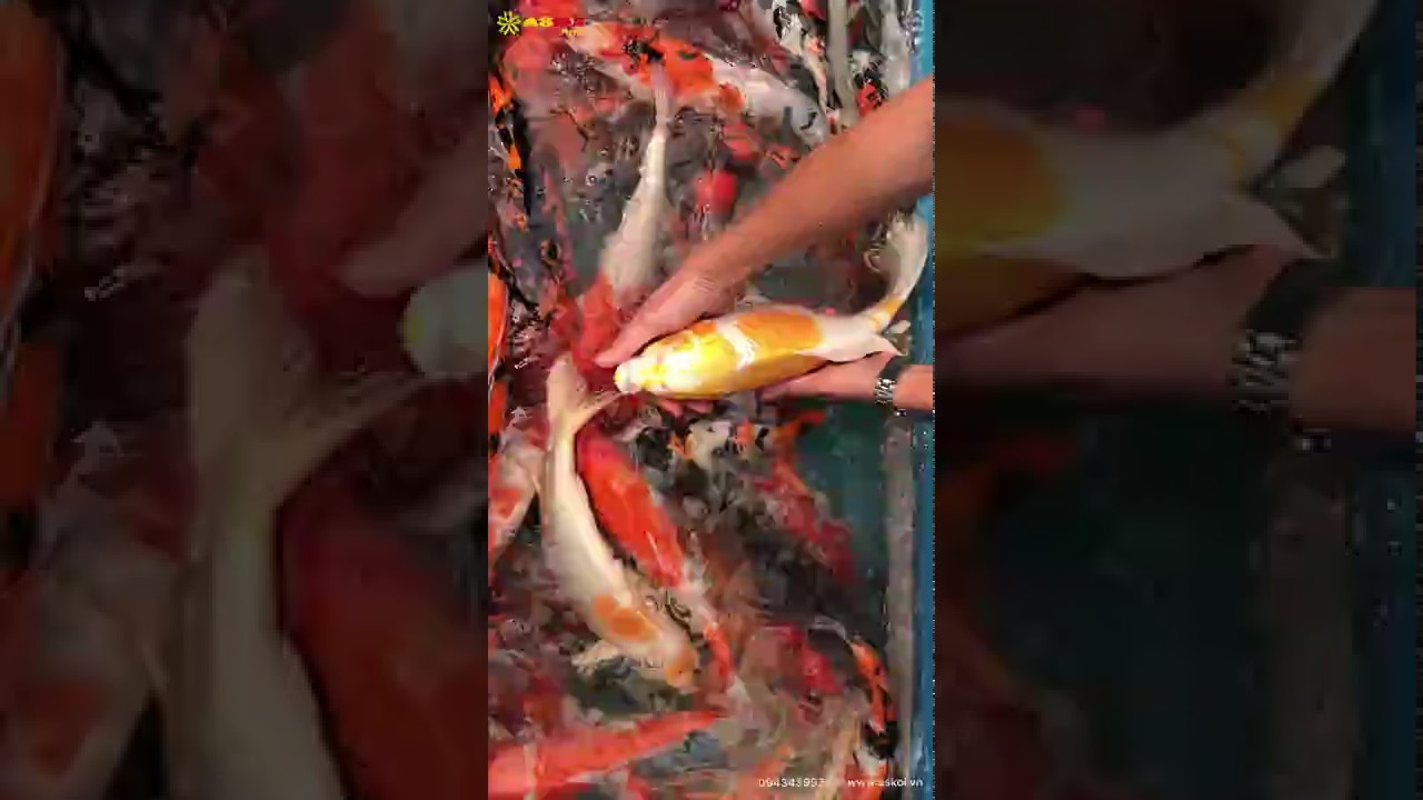 Lô Cá Koi Việt Chất Lượng Ao Bùn Tháng 3/2018 – As Koi Farm