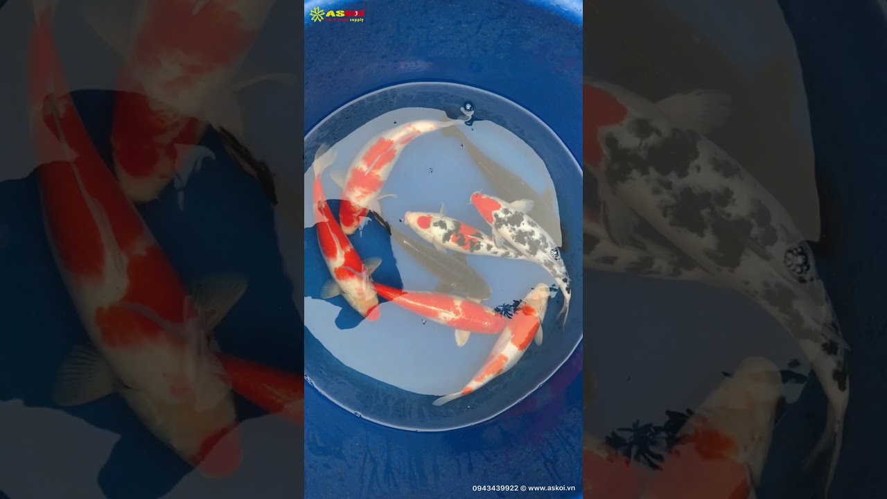 No.3 Cá Koi Việt Size 40-45cm 18/3/2018 – As Koi Farm