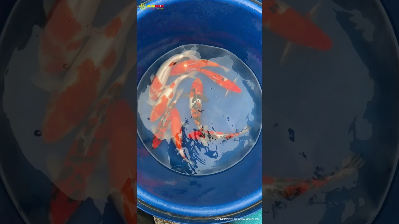 No.5 Cá Koi Việt Size 35-40cm 18/3/2018 – As Koi Farm