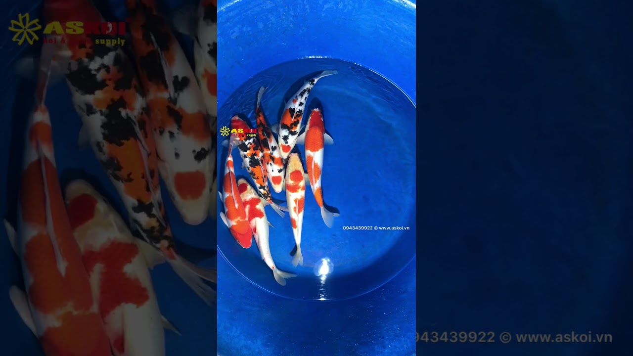 No.1 Cá Koi Việt đẹp Chất Lượng Cao Size 35-40 19/3/2018 – Askoi Farm