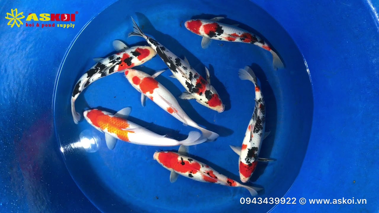 No.2 Cá Koi Việt đẹp Chất Lượng Cao Size 35-40 19/3/2018 – Askoi Farm