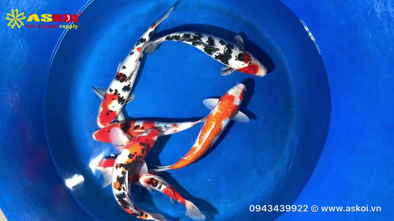 No.3 Cá Koi Việt đẹp Chất Lượng Cao Size 35-40 19/3/2018 – Askoi Farm