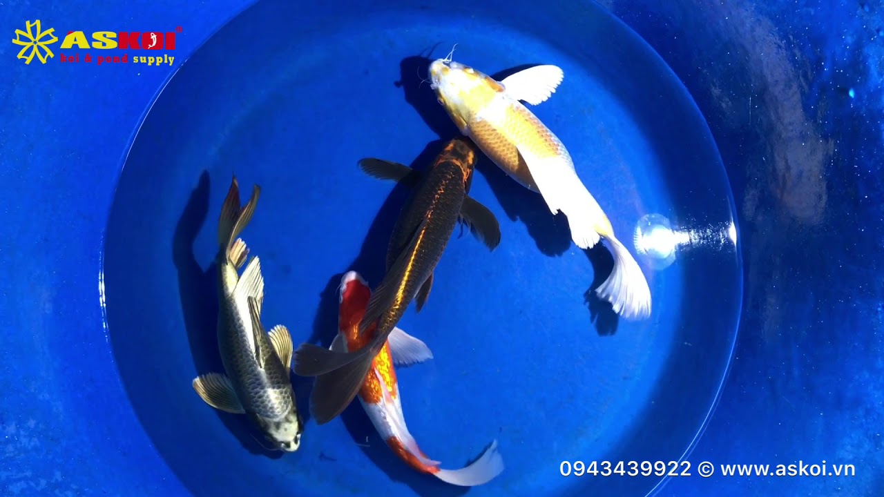 No.5 Cá Koi Bướm Việt đẹp Chất Lượng Cao Size 35-45cm 19/3/2018 – Askoi Farm