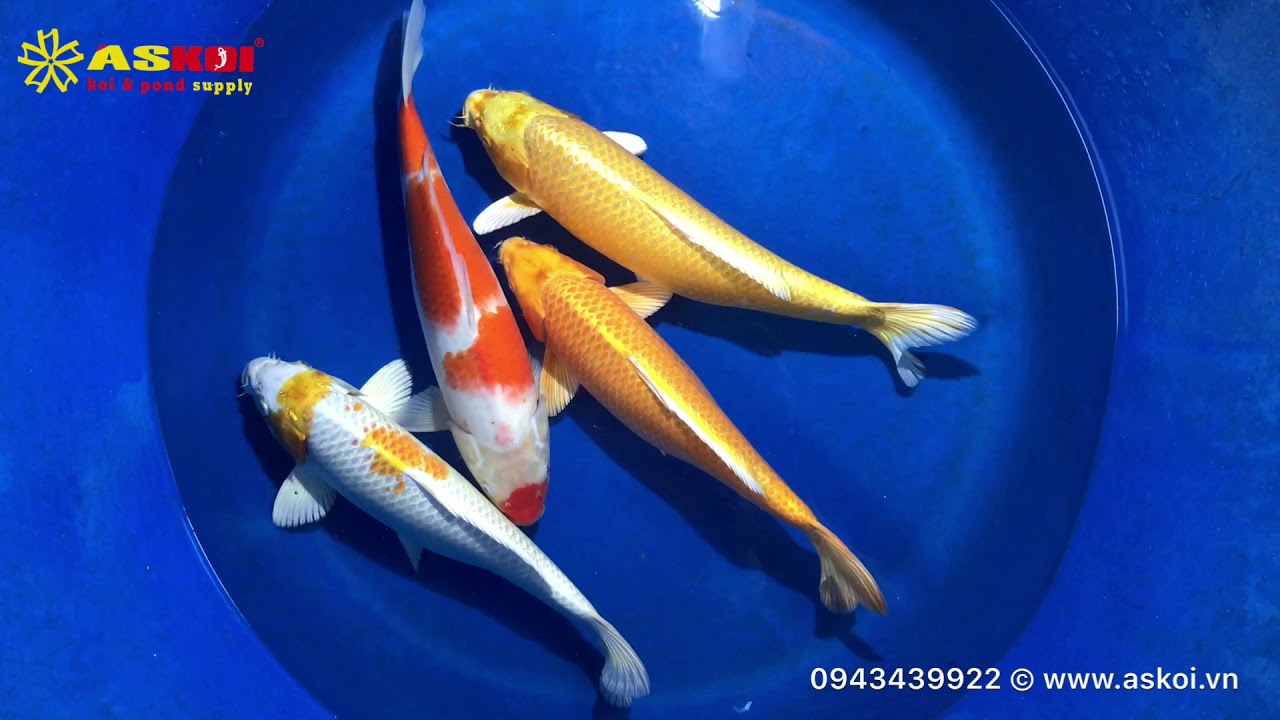 No.4 Cá Koi Việt đẹp Chất Lượng Cao Size 45-50 19/3/2018 – Askoi Farm