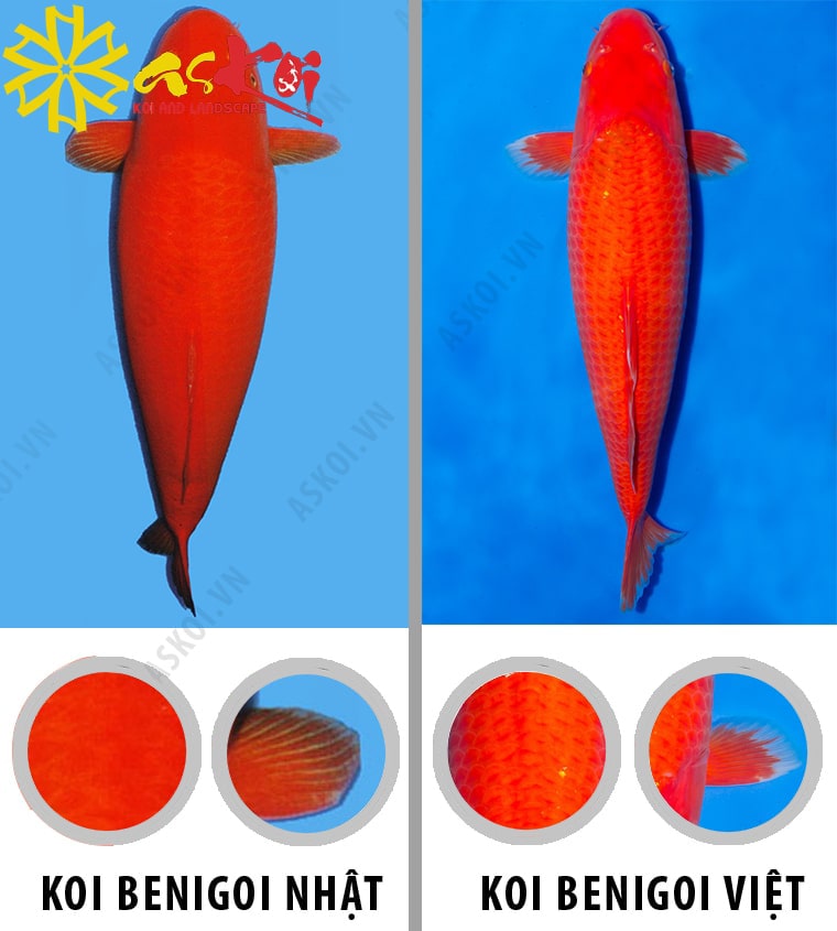 Phân loại cá Koi Benigoi Nhật và Benigoi Việt