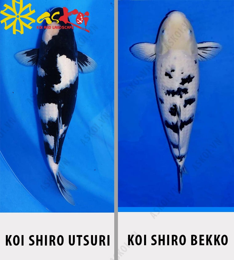 Phân biệt cá Koi Shiro Utsuri với Shiro Bekko