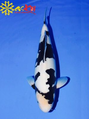 Cá Koi Nhật Shiro Utsuri