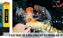 Cách tăng và giảm nồng độ pH trong hồ cá koi