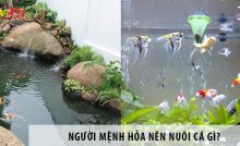 Người mệnh Hỏa có nên nuôi cá không? Nuôi cá gì hợp mệnh?