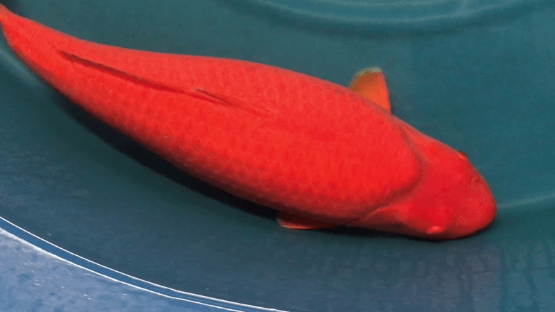 Cá Koi Benigoi với màu đỏ rực rất hợp với người mệnh Hỏa