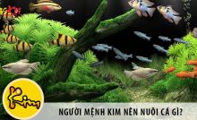Người mệnh Kim nên nuôi cá gì? Nuôi cá có tốt không?