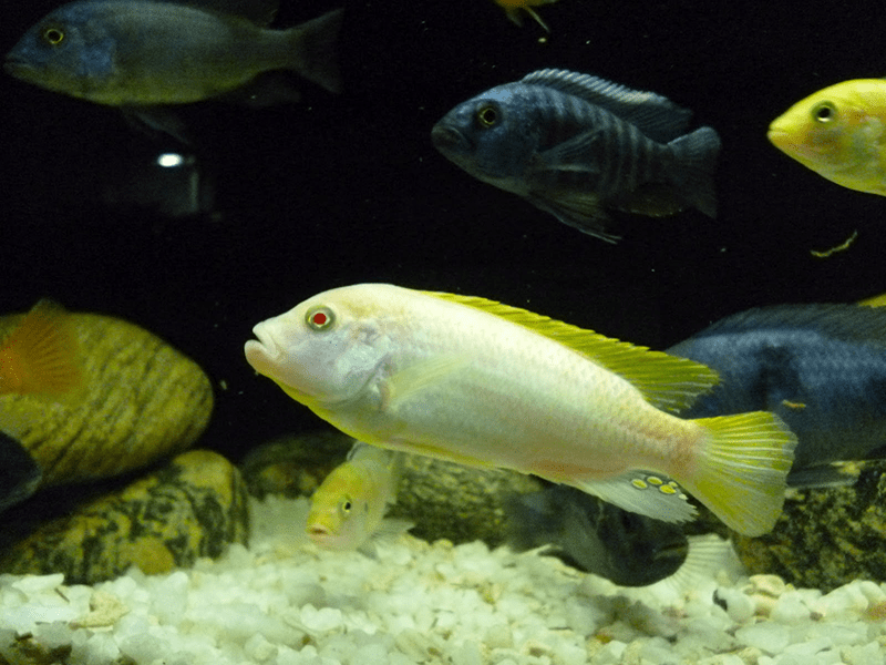 Cá Ali trắng thích hợp nuôi trong bể cá