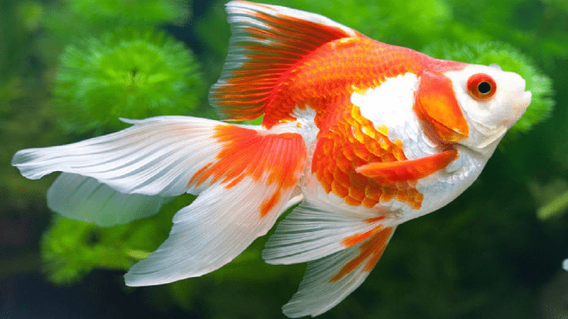 Cá vàng là loài cá được ưa chuộng trong bể cá cảnh