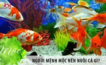 Người mệnh Mộc nên nuôi cá gì? Nuôi cá có tốt không?