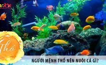 Người mệnh Thổ nuôi cá có tốt không? Nên nuôi cá gì?